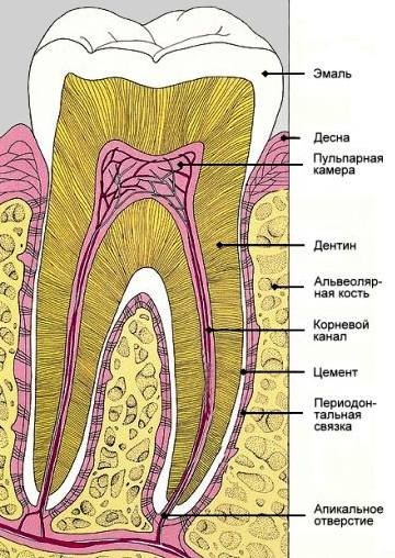 регенерация зубов